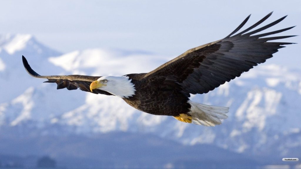 Eagle in flight